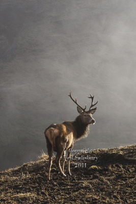 Red Stag pictures by Betty Fold Gallery